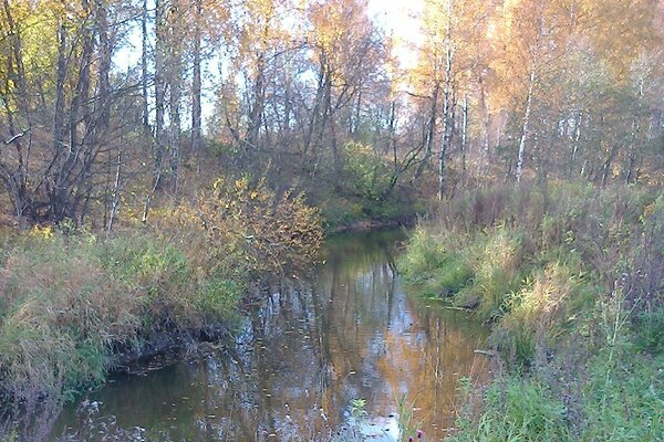 A river in the middle of an autumn forest