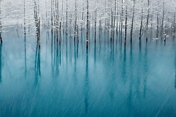 Alberi in brina in uno stagno congelato