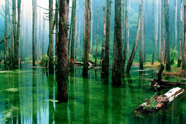 Los colores brillantes del bosque de verano