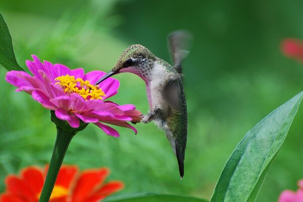 A small hummingbird collects nectar from a pink flower