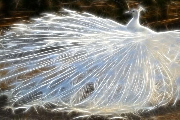 A white peacock with a loose tail