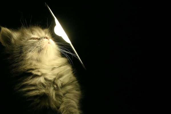 A kitten who looks at a light bulb