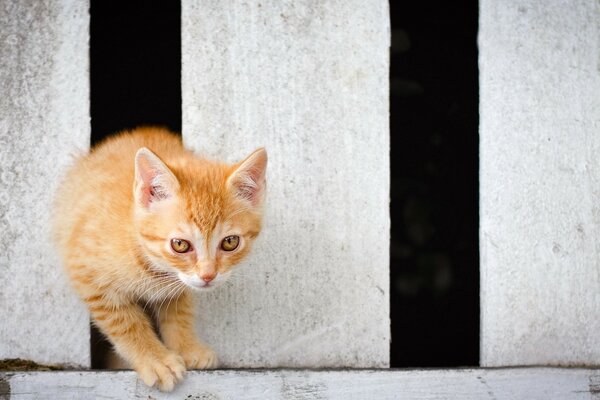 The kitten climbs between the boards in the fence