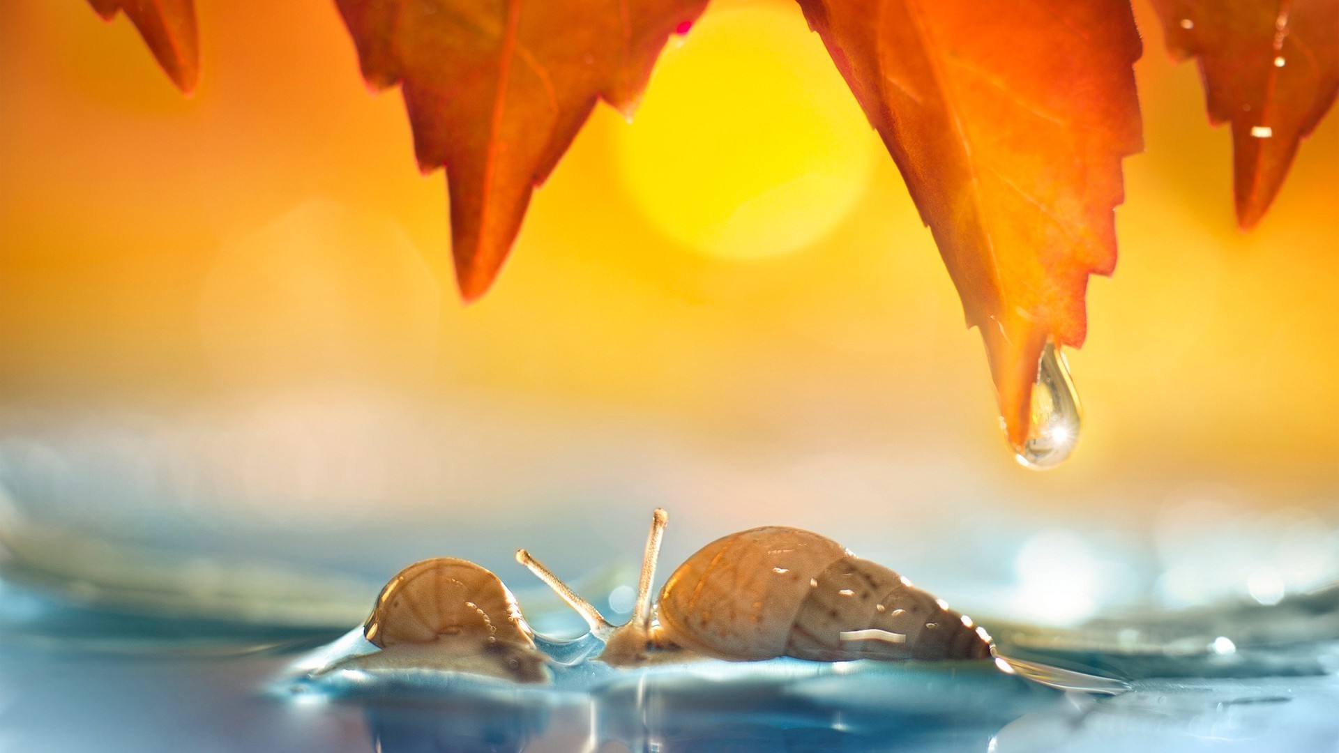 animals blur fall leaf still life water nature