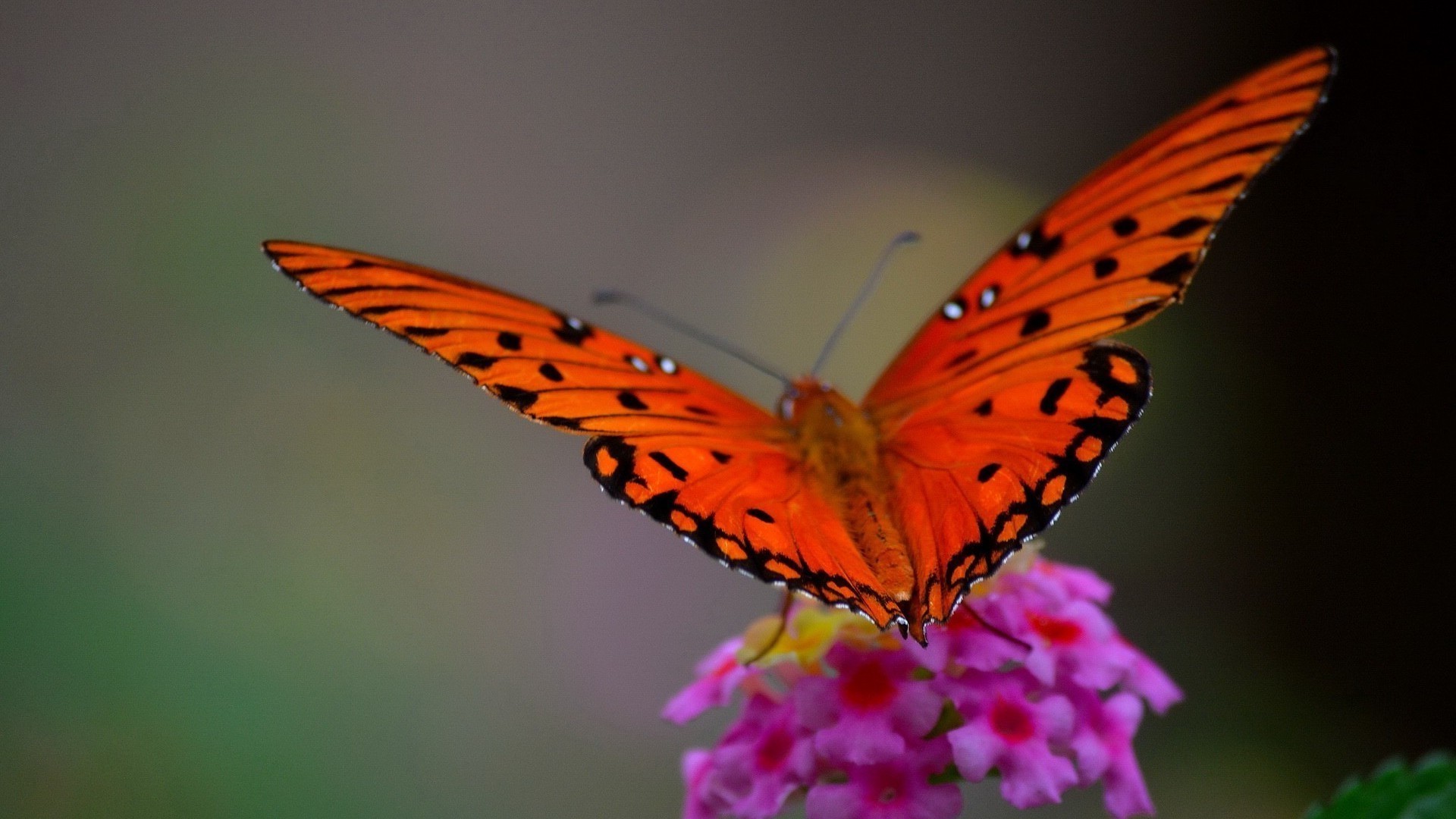 animais inseto borboleta natureza vida selvagem flor invertebrados cor bonito delicado animal ao ar livre biologia voar verão asa