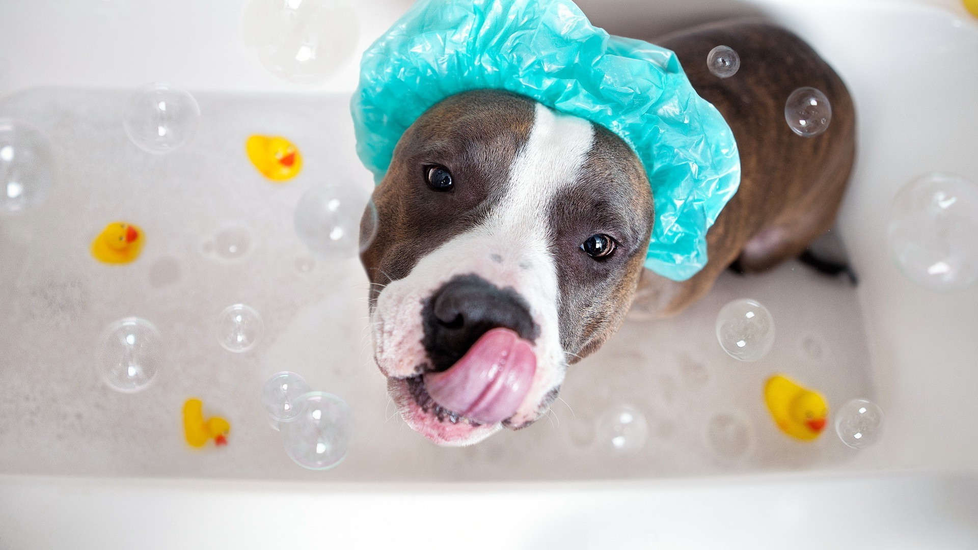 cane bagnato acqua sapone carino bagno vasca da bagno cane poco divertente bagno