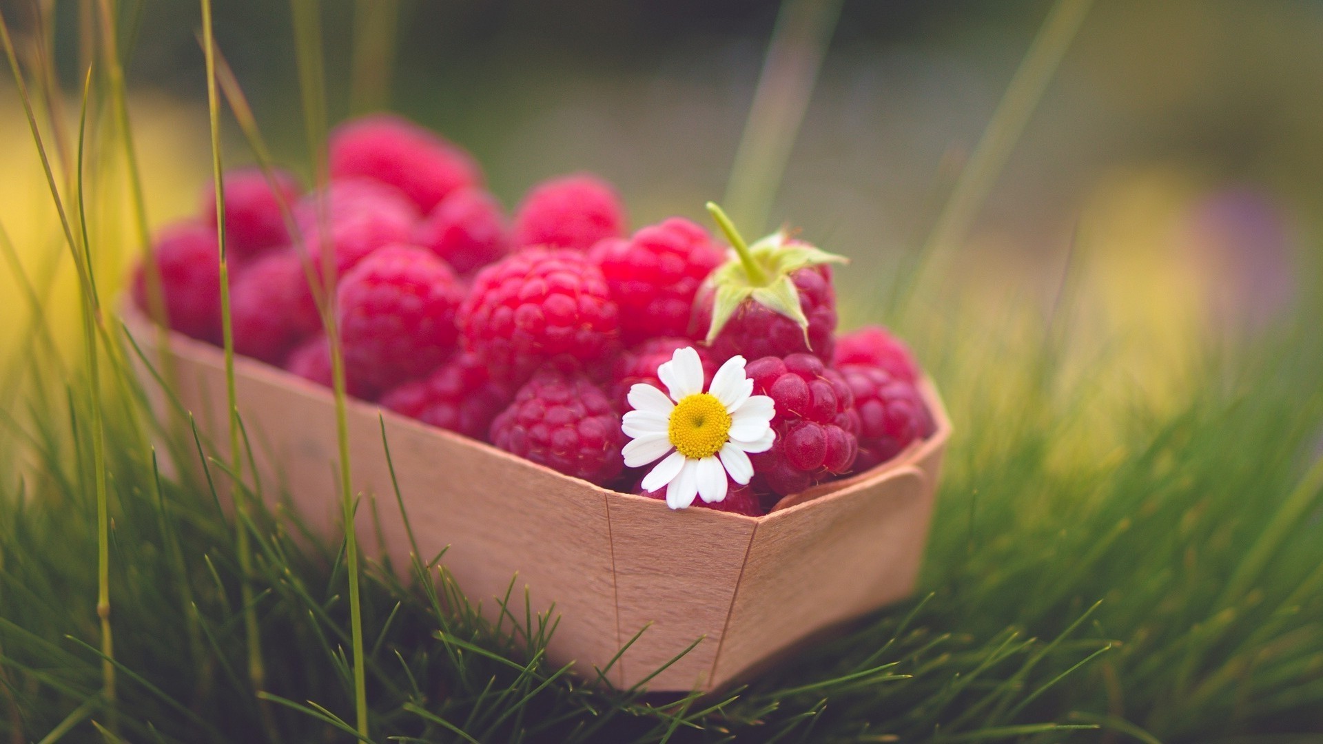 berries nature garden food fruit summer close-up healthy grass flower confection color freshness