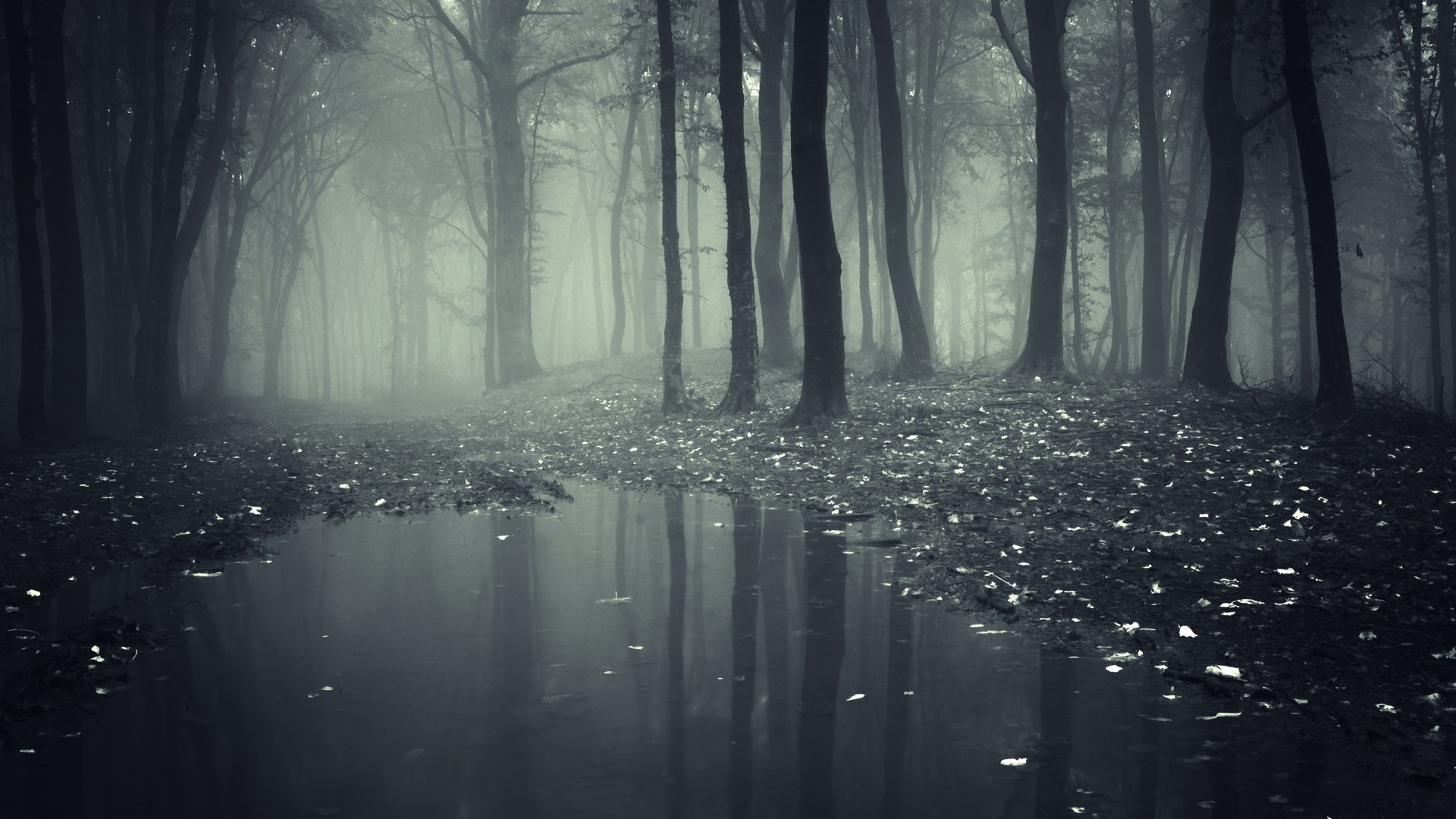 herbst holz wasser licht landschaft nebel holz reflexion fluss monochrom winter dämmerung park natur nebel herbst