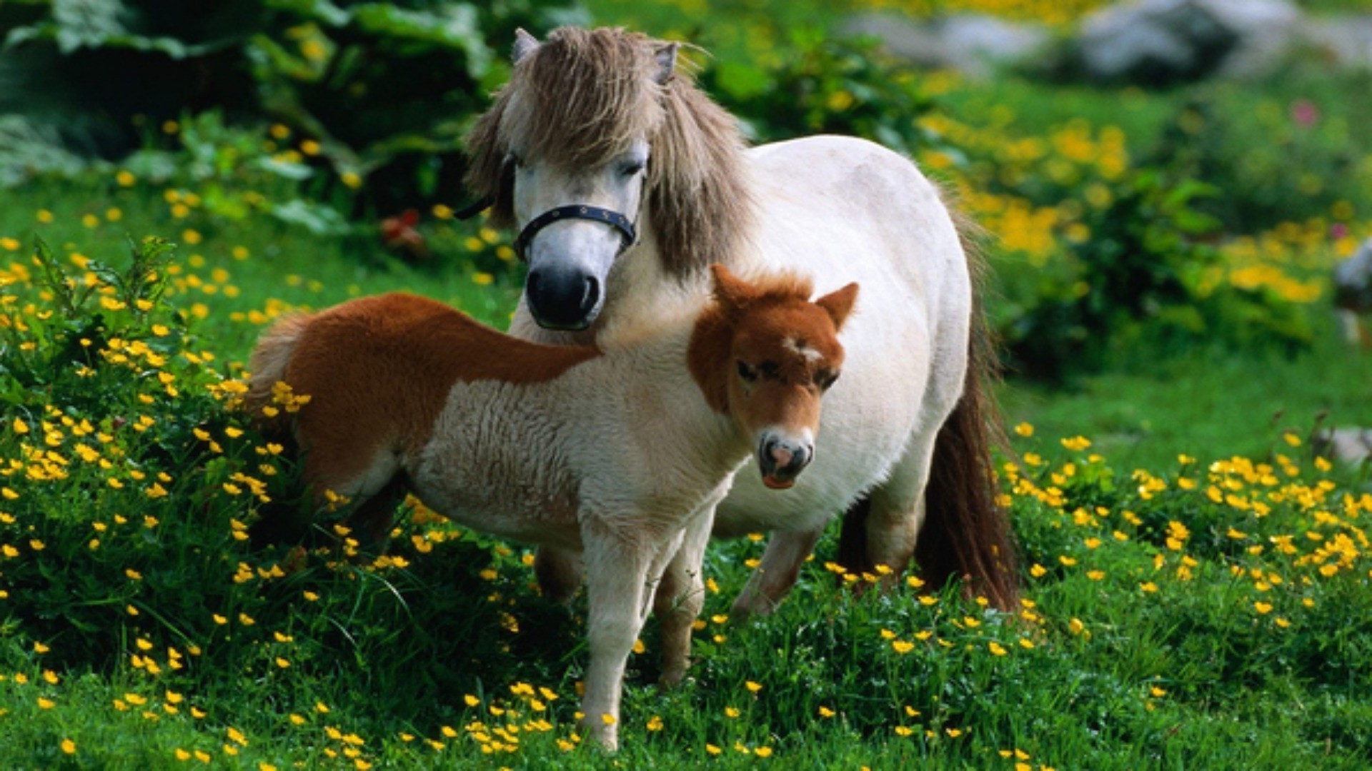 animaux mammifère herbe à l extérieur la nature animal mignon la faune foin été animal de compagnie animaux de compagnie cavalerie ferme