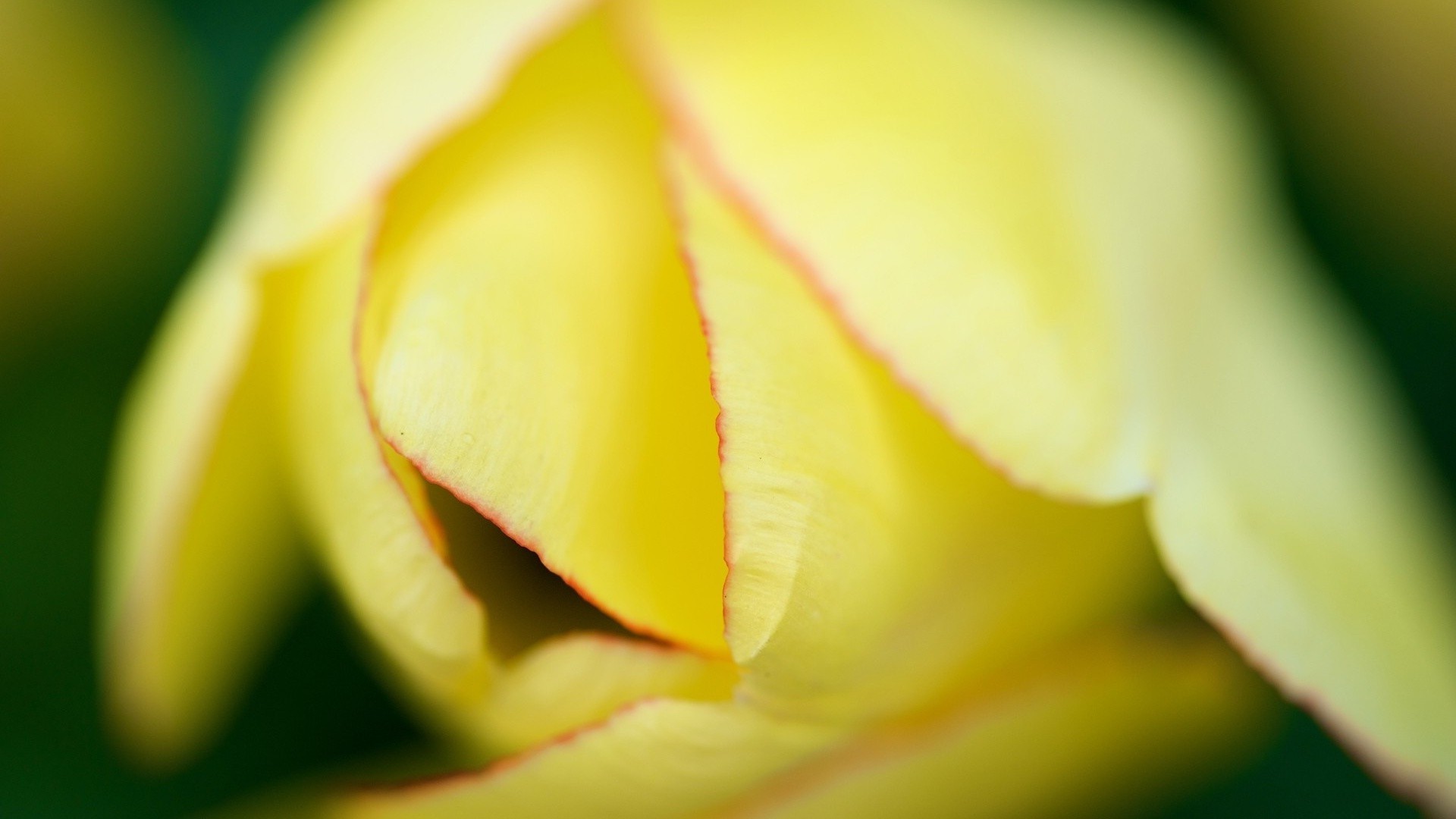 closeup flower nature love romance wedding color flora leaf garden bright summer delicate tulip dew petal rose blur wet rain