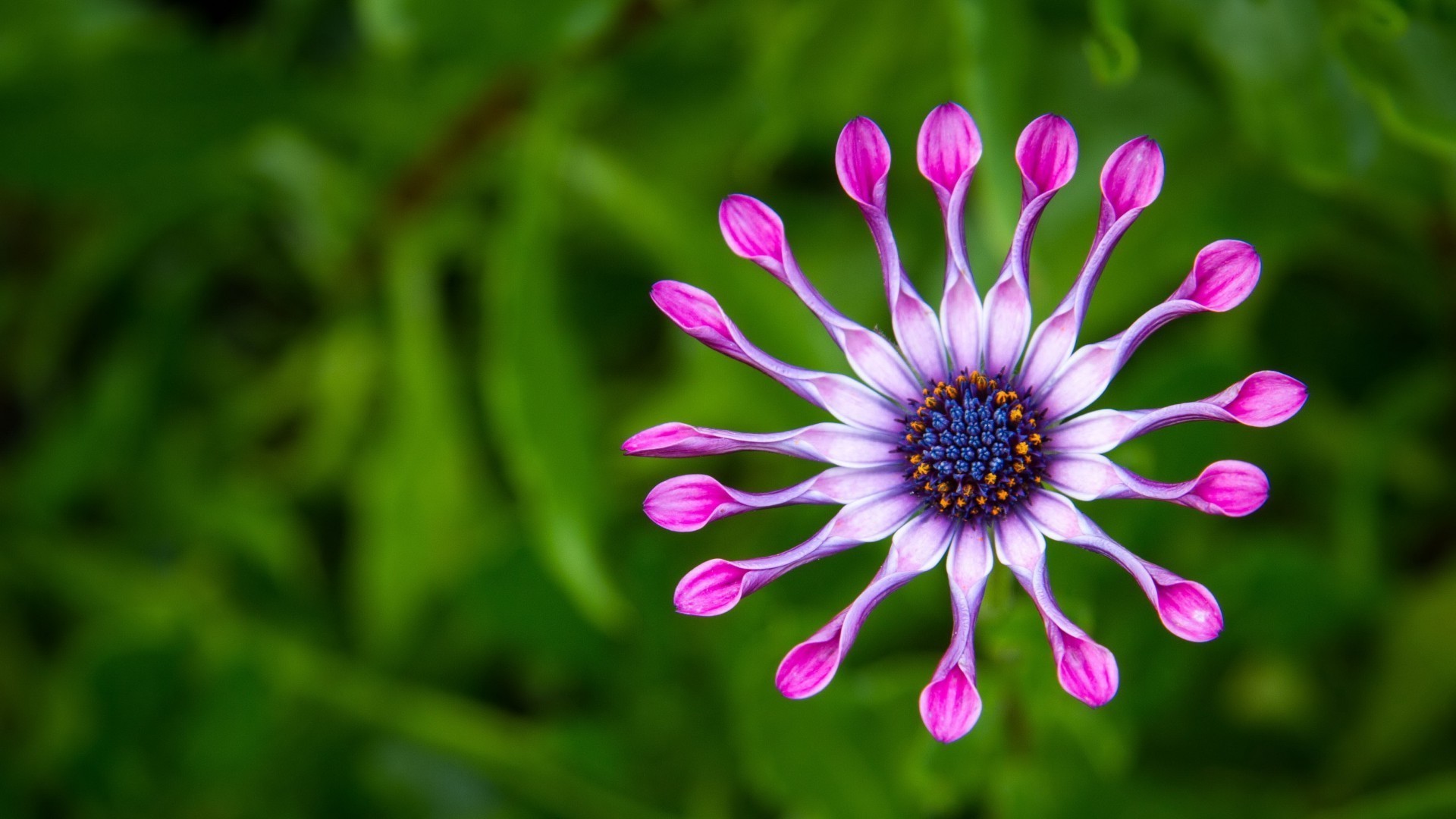 yakın çekim doğa çiçek flora yaz bahçe petal yaprak renk çiçek parlak çiçek açan yakın çekim güzel sezon büyüme çok yıllık