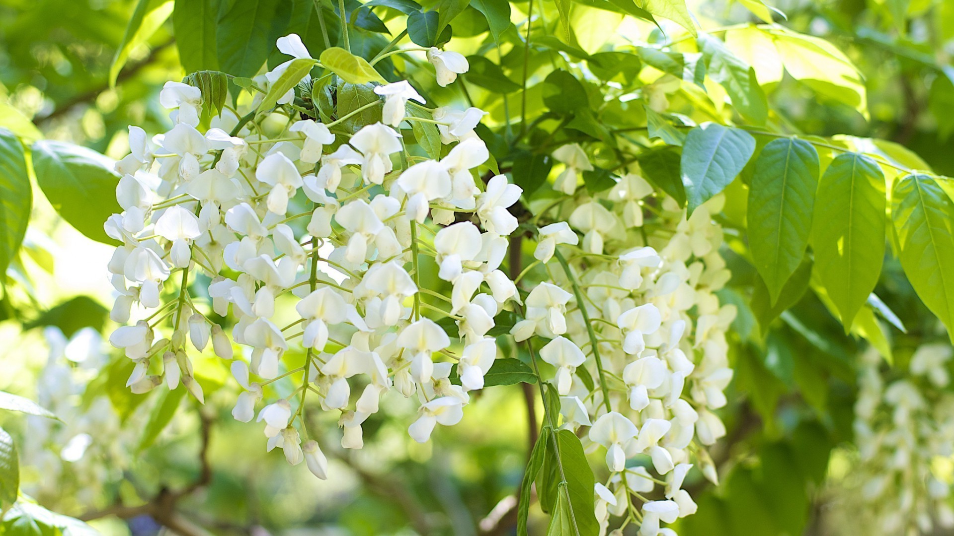 fleurs nature flore feuille jardin fleur saison branche été arbre croissance gros plan couleur floral bluming lumineux arbuste fraîcheur environnement botanique