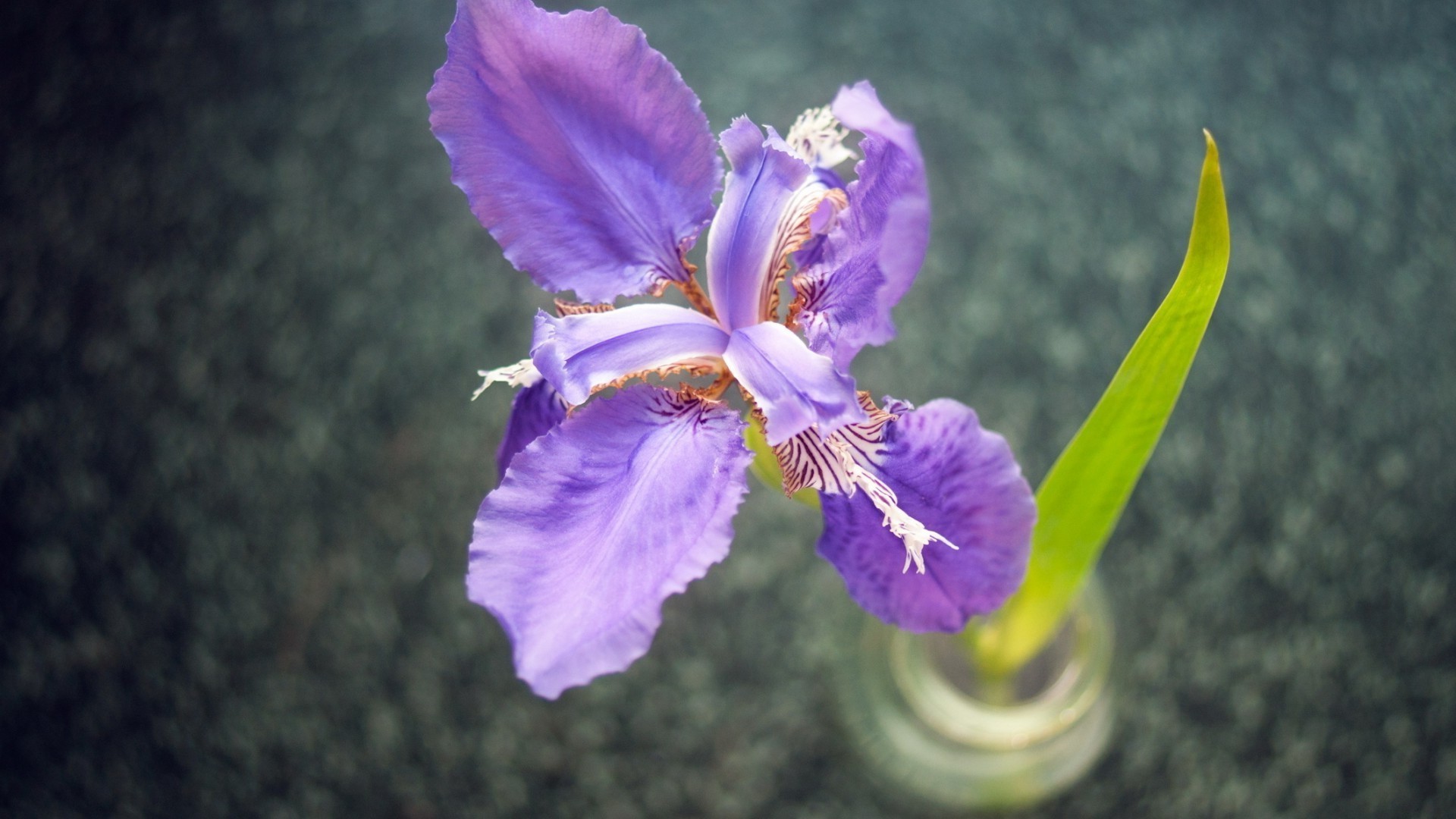 çiçekler çiçek doğa flora renk güzel yaprak bahçe çiçek açan çiçek parlak petal yaz açık havada