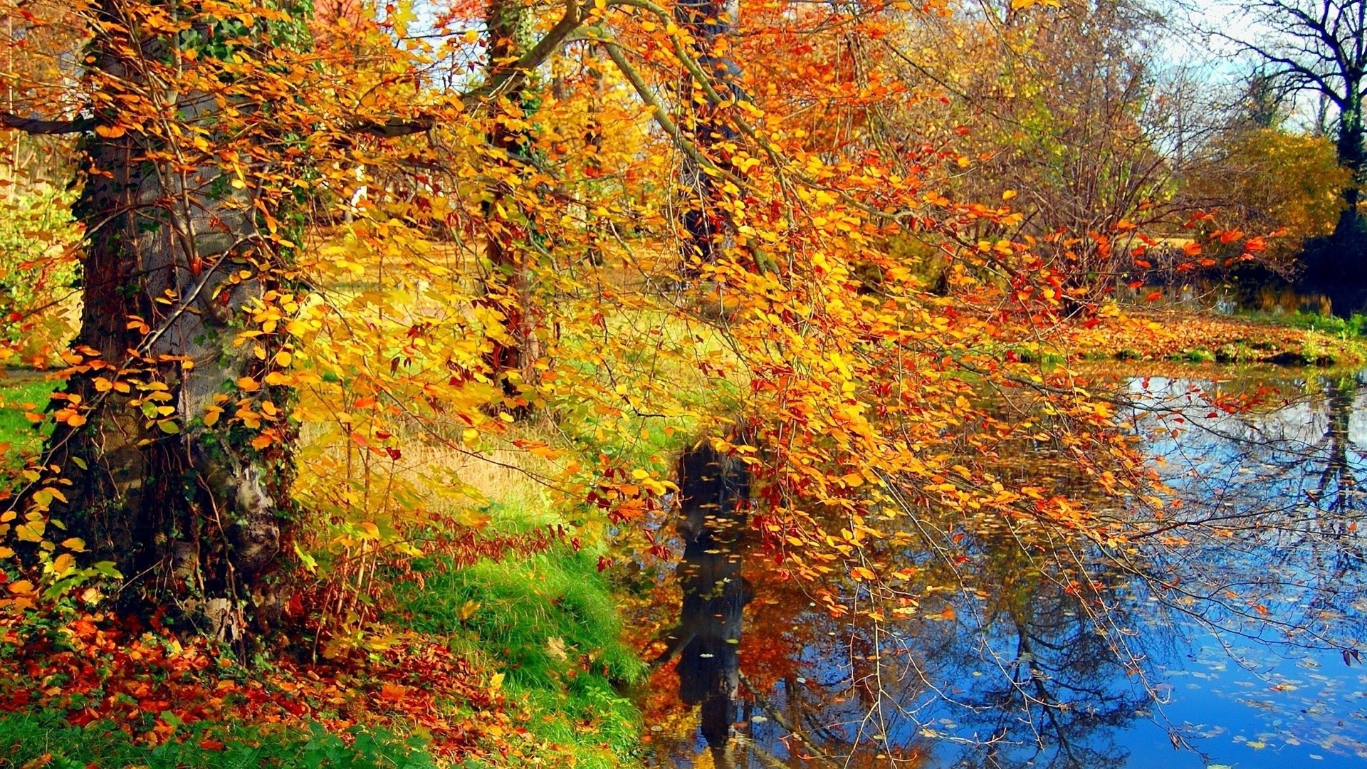 fiumi stagni e torrenti stagni e torrenti autunno foglia albero acero stagione legno natura paesaggio parco ramo cambiamento paesaggio oro scenico scena luminoso all aperto ambiente colore bel tempo