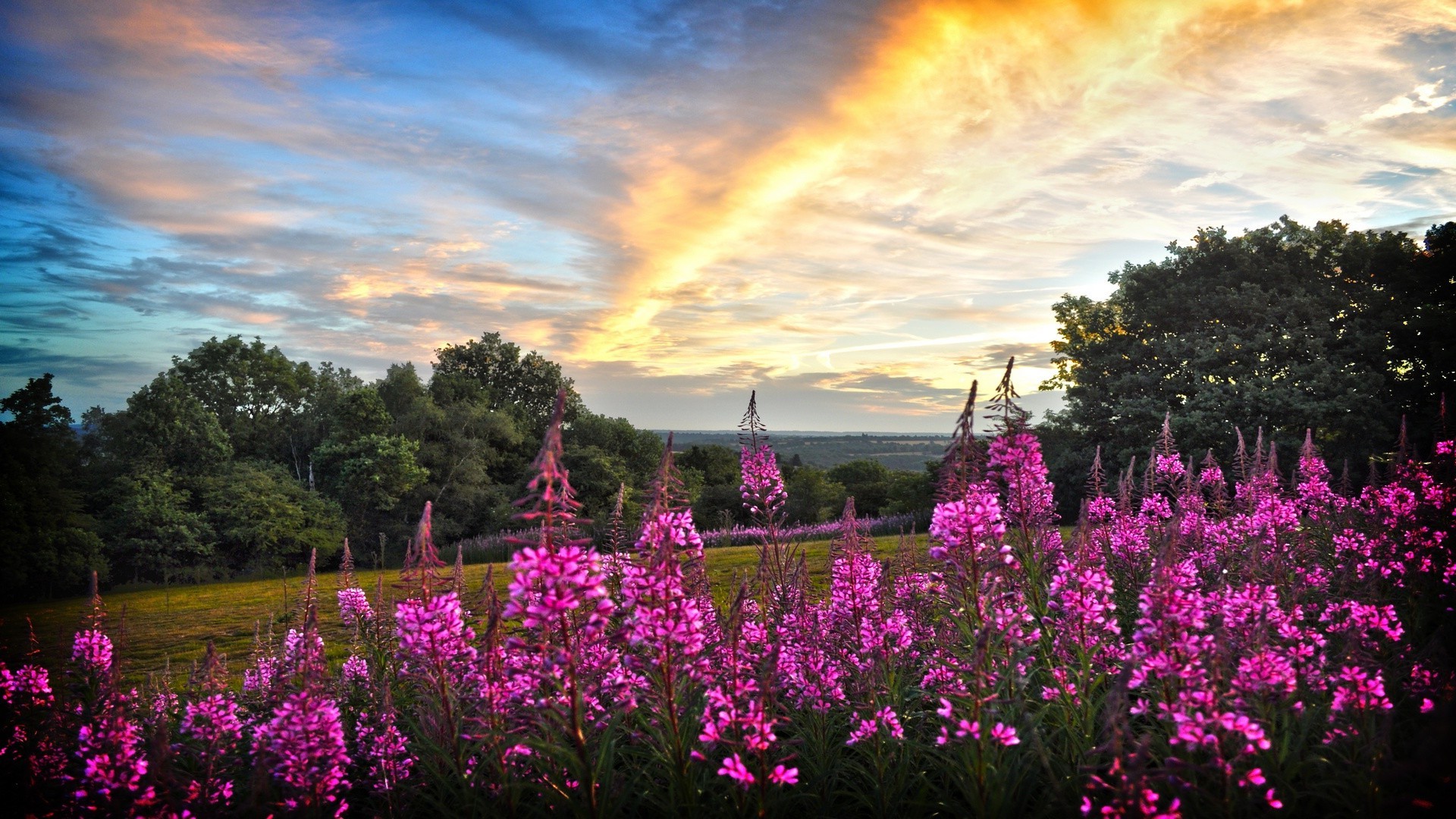 flowers flower landscape nature outdoors flora garden summer hayfield field rural