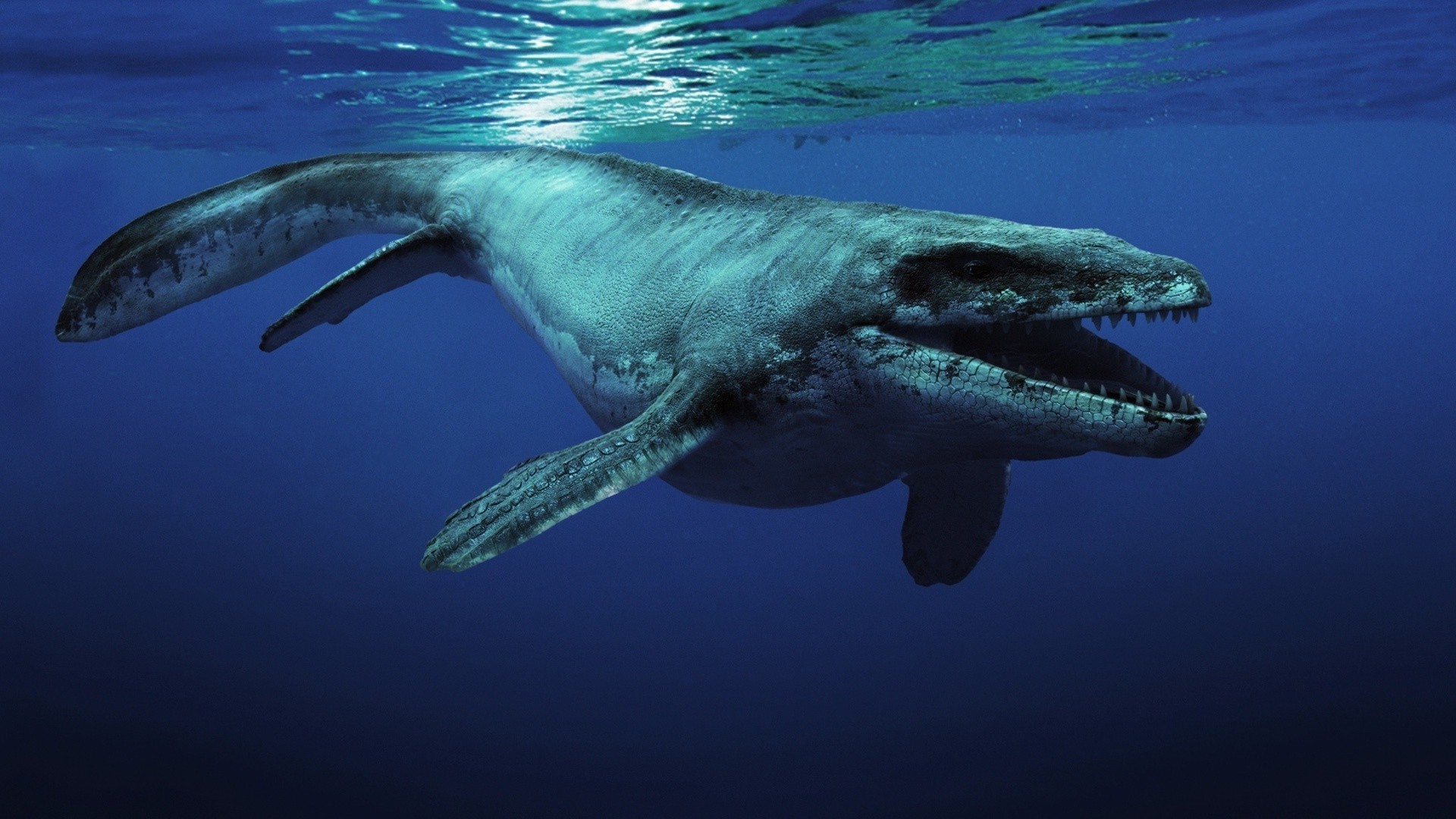 magische tiere unterwasser wasser fisch shark schwimmen meer ozean gebläse tierwelt u-boot wal