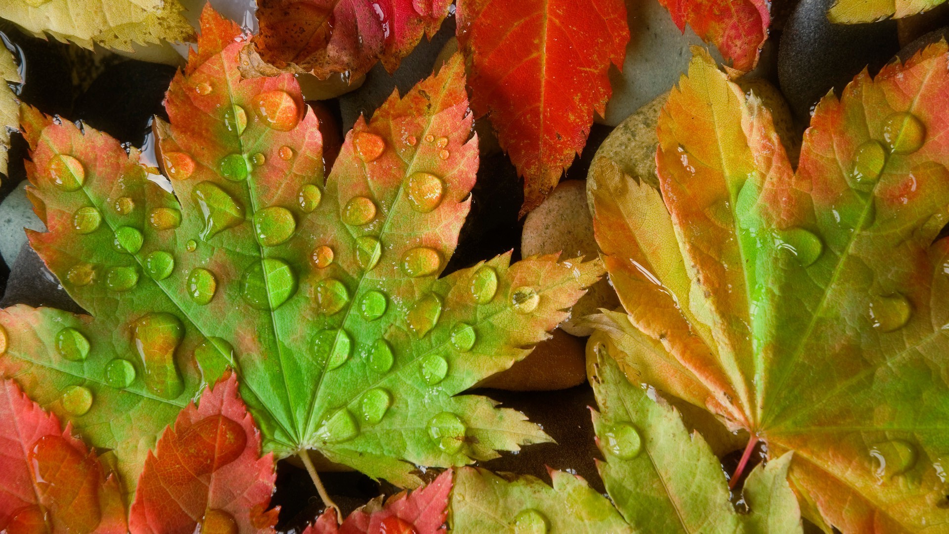 leaves leaf fall nature flora color desktop close-up garden food maple growth season