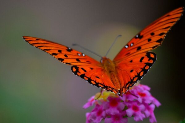 A bright butterfly perched on a flower