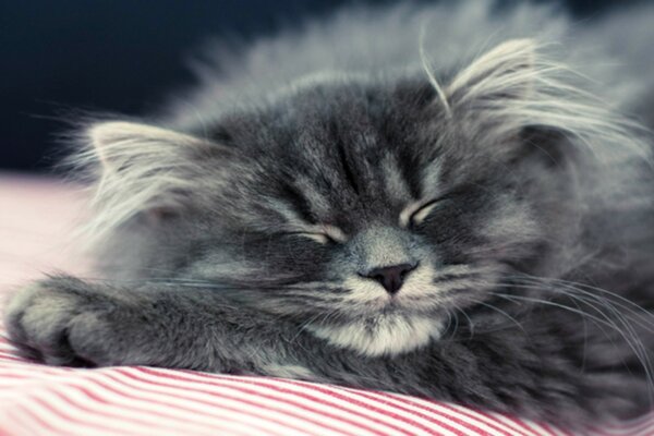 Sweetly sleeping gray kitten