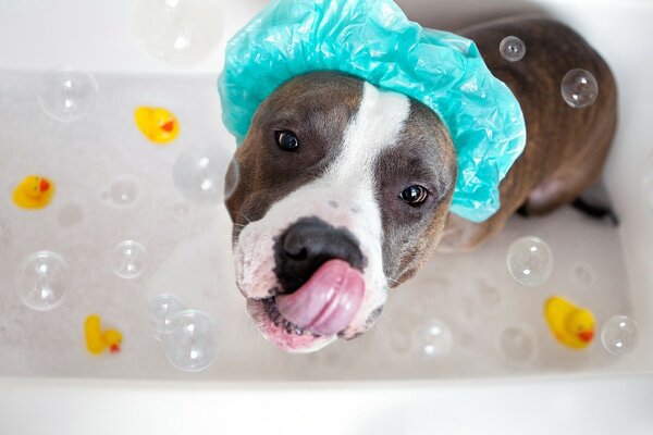 A brown dog in a blue cap