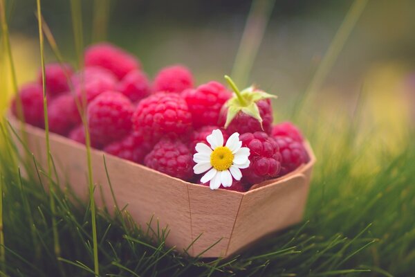 Himbeeren sind nicht nur schön, lecker, sondern auch nützlich