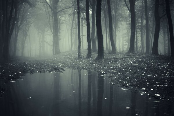 Bosque negro espeluznante en la noche