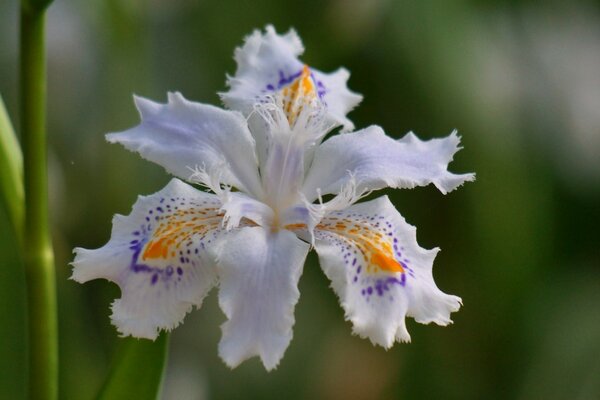 An unusual wild white flower similar to a butterfly