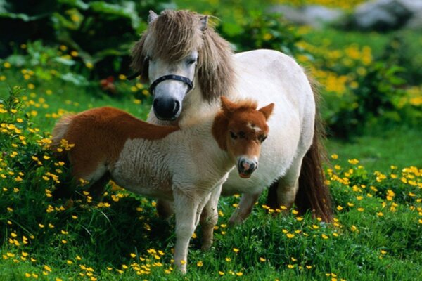 Zwei Tiere auf dem grünen Rasen