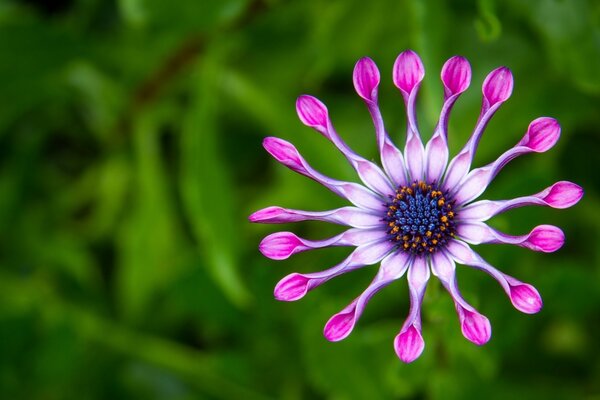 Fleur exotique avec des pétales comme des rayons de soleil