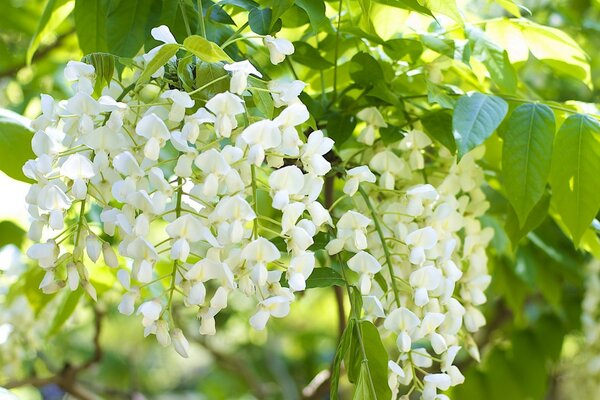 Schneeweiße Blumen auf hellgrünen Zweigen