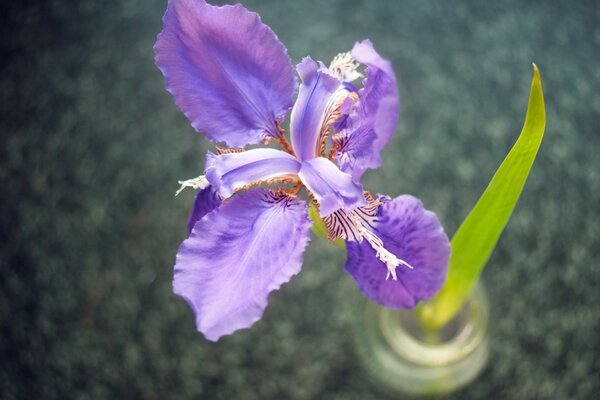 Beautiful lilac flower