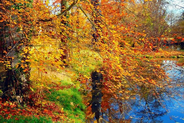 秋天的树木与明亮的叶子和池塘