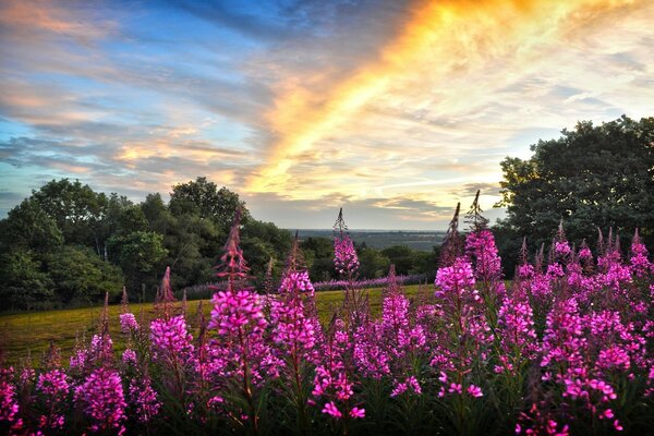 Fleurs roses dans un champ au coucher du soleil