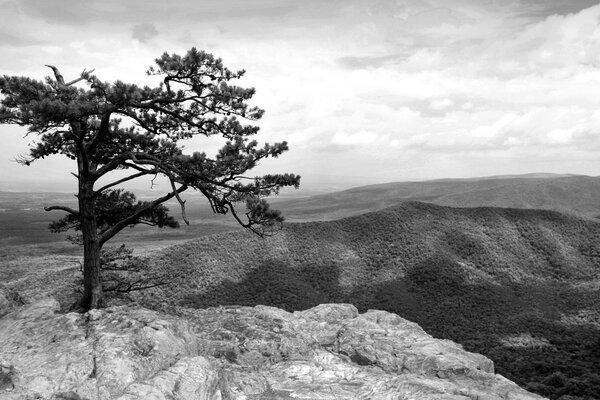 Black and white wildlife photo