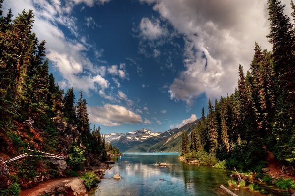 A river surrounded by a fir forest