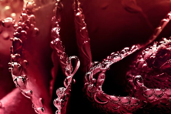 Macro photography of dewdrop leaves with water drops