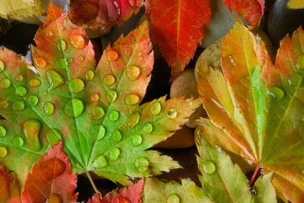 Drops on bright autumn leaves