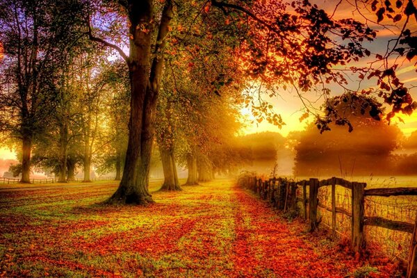 秋天的黎明。 树木大道