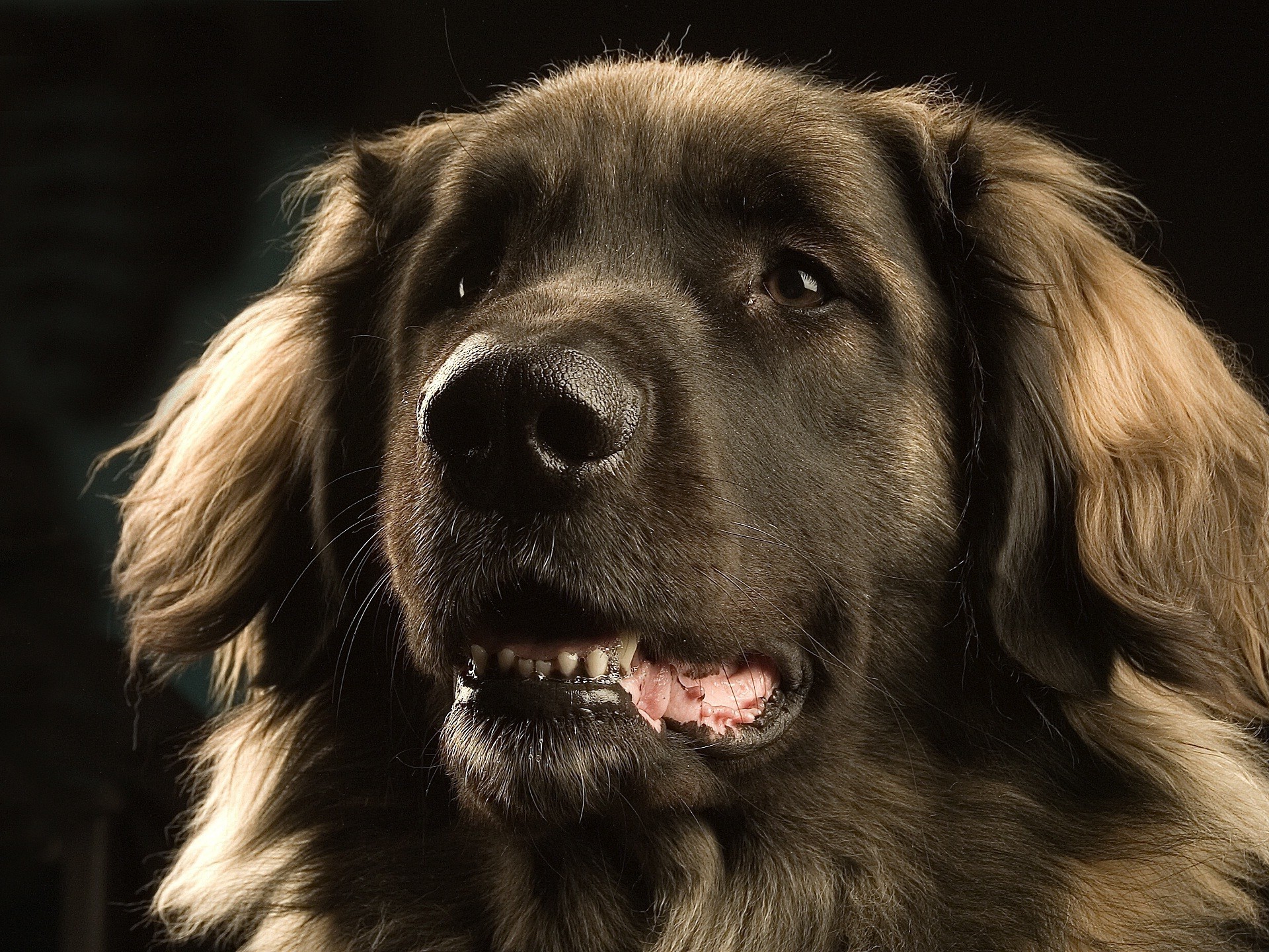 chien chien cynologue portrait animal chiot mammifère studio animal mignon pedigree fourrure race oeil berger pur-sang retriever