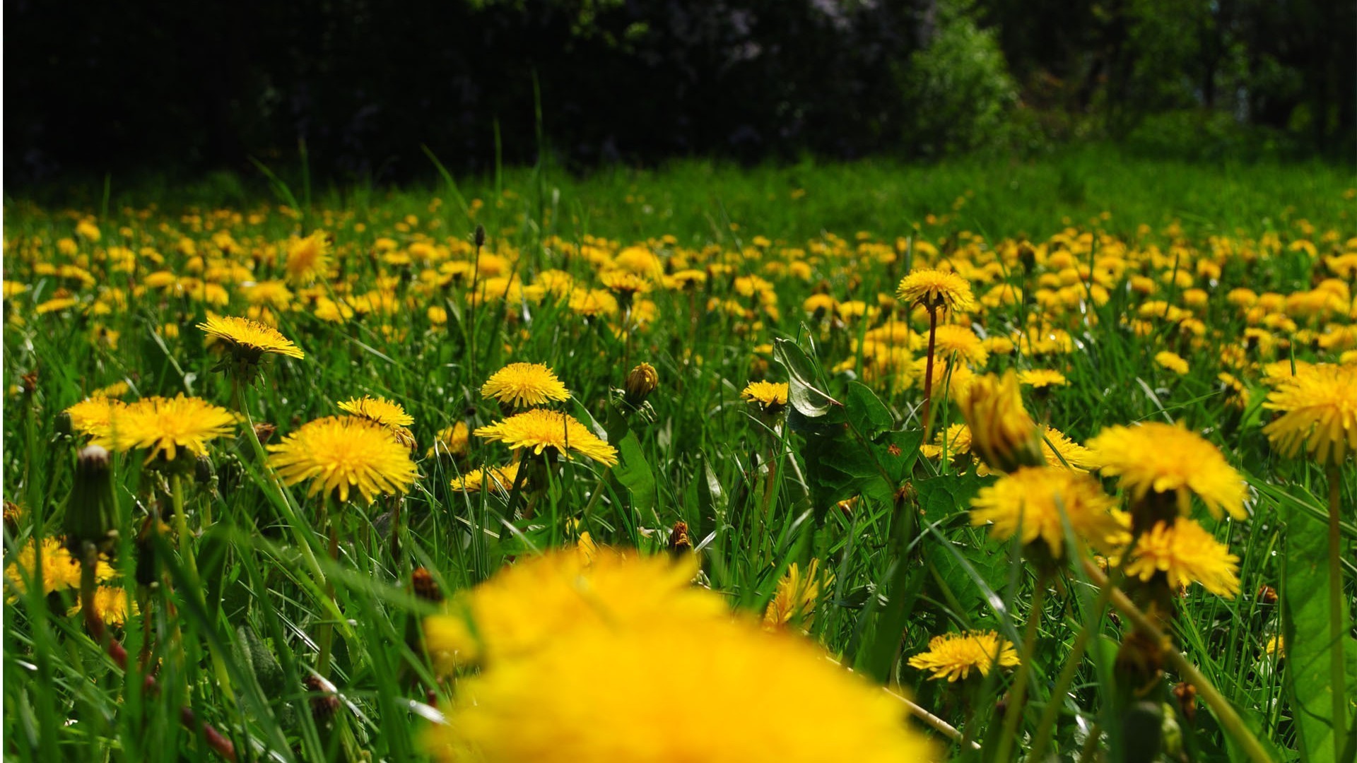 blumen gras natur blume sommer heuhaufen feld löwenzahn flora des ländlichen gutes wetter sonne rasen garten im freien blatt blumen wachstum hell jahreszeit