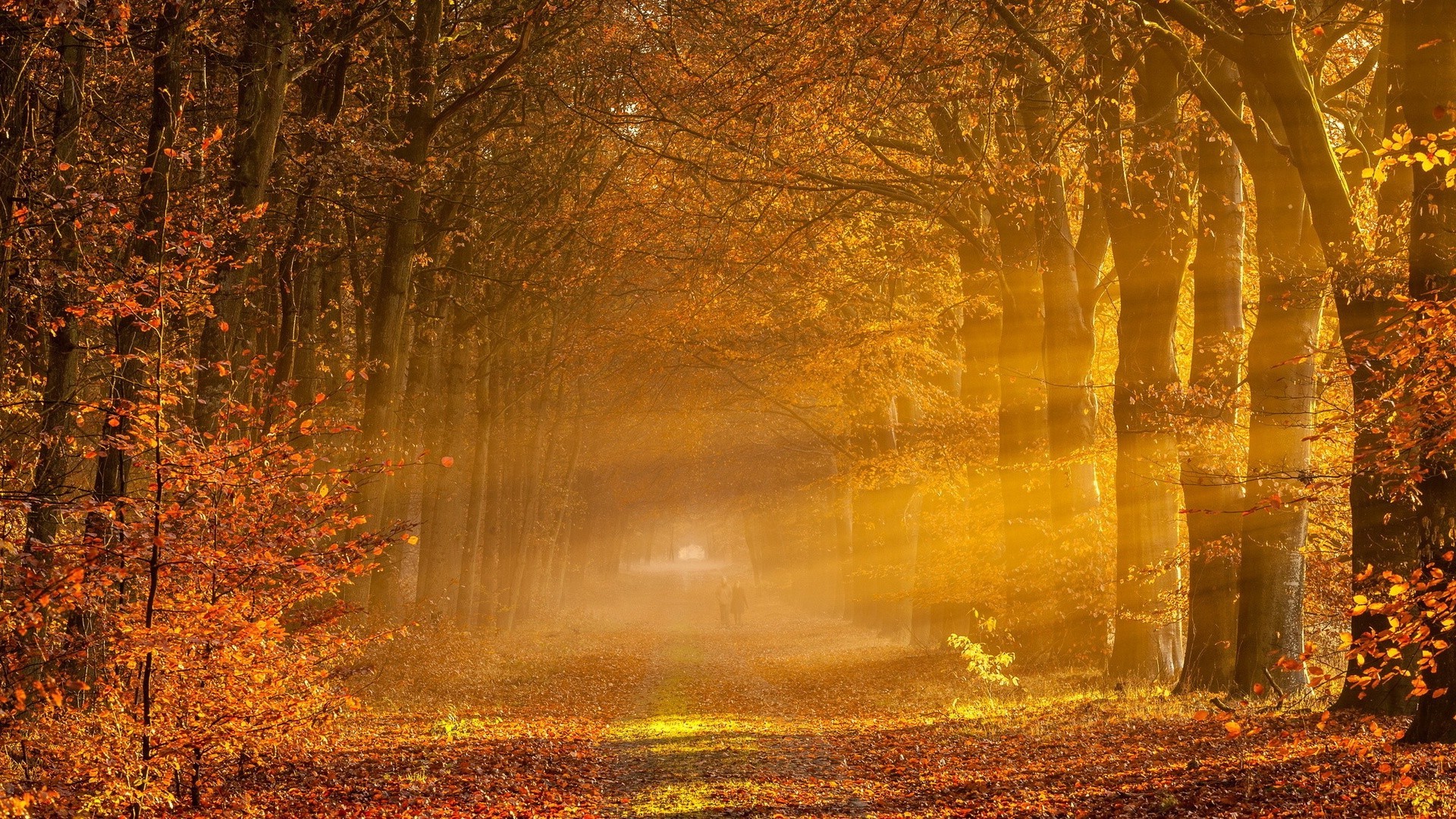 coucher du soleil et l aube automne feuille bois bois brouillard nature aube brouillard paysage parc or à l extérieur lumineux beau temps lumière saison soleil mystère