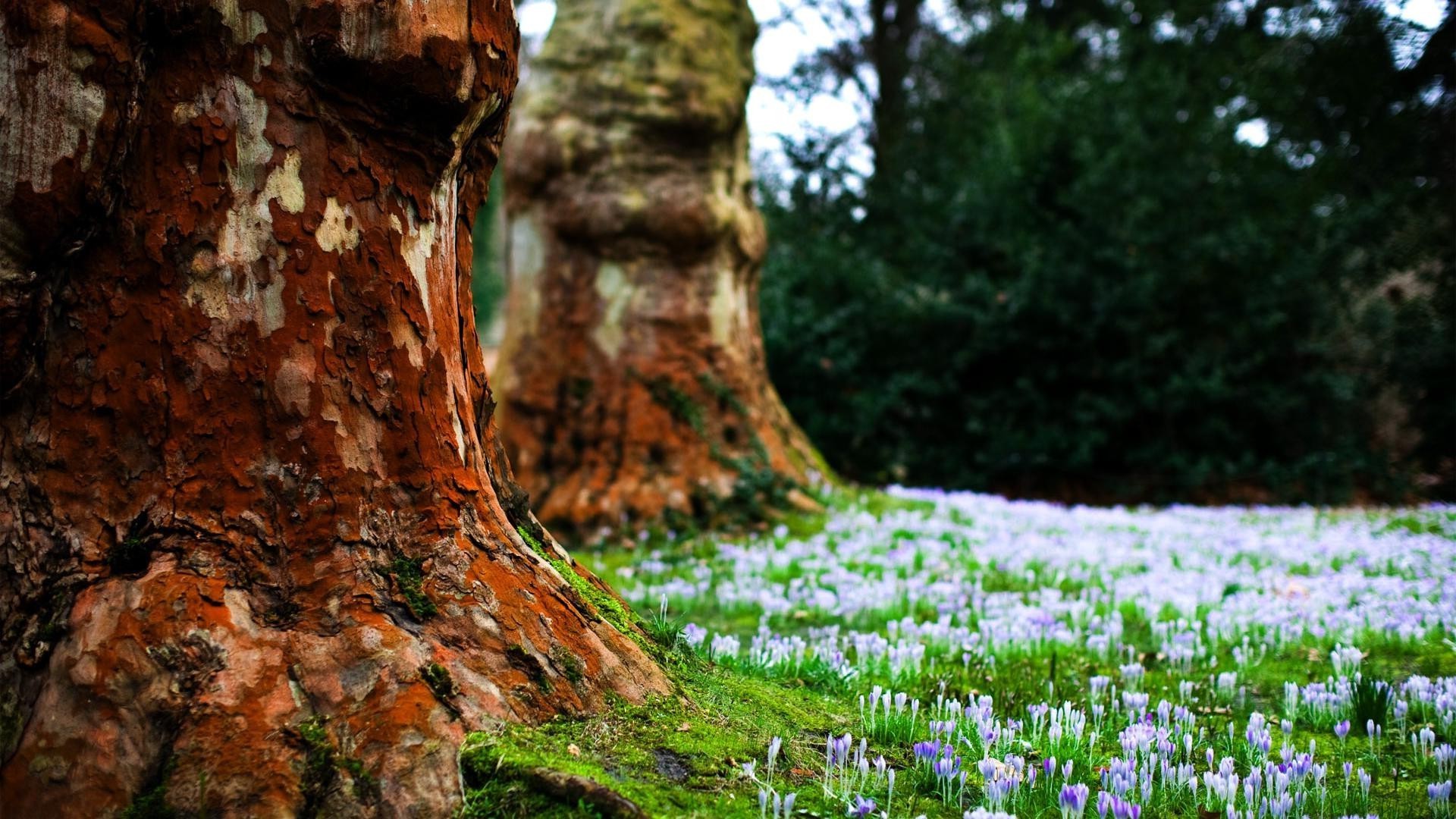 fleurs bois nature paysage arbre à l extérieur feuille flore scénique parc fleur saison croissance voyage