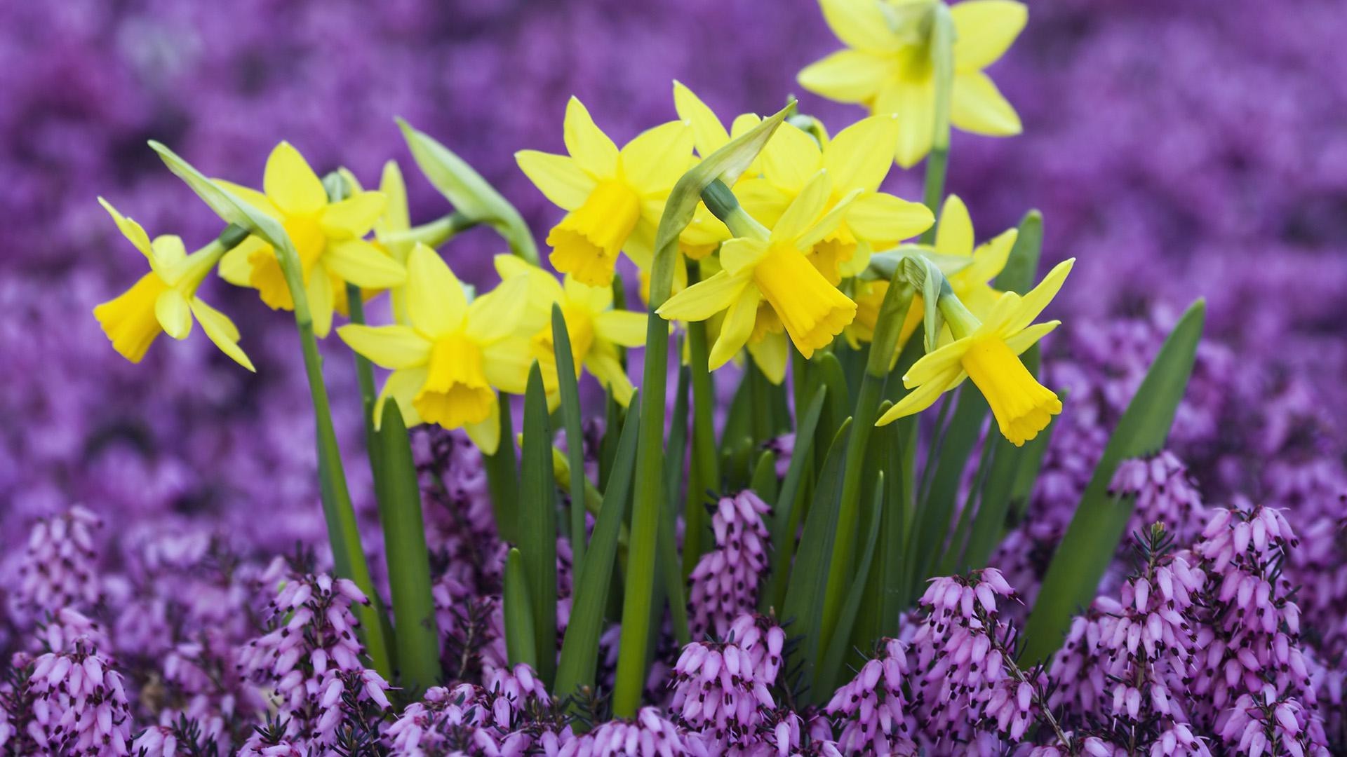 fleurs fleur nature flore jardin floral bluming pétale été saison croissance couleur lumineux lampes pâques feuille bouquet narcisse printemps violet