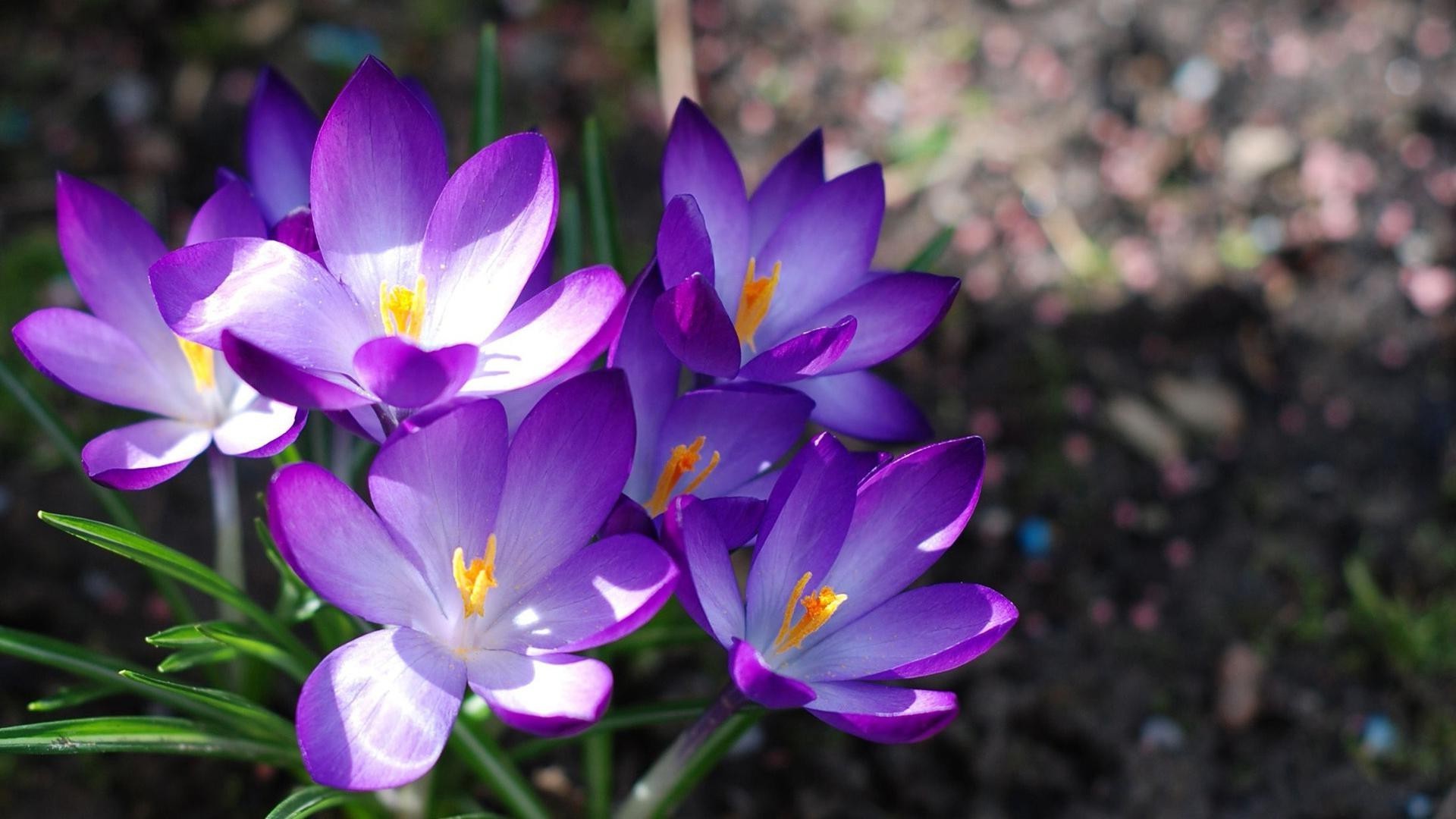 çiçekler doğa çiçek flora yaprak bahçe çiçek açan petal yaz çiçek parlak renk açık havada büyüme güzel