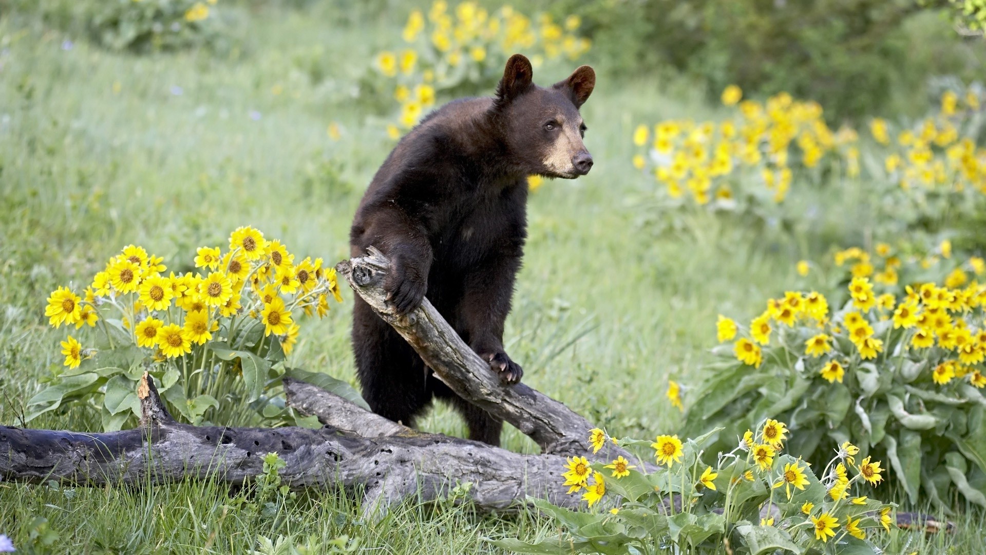 niedźwiedzie natura na zewnątrz trawa ssak sianokosy lato pole kwiat flora