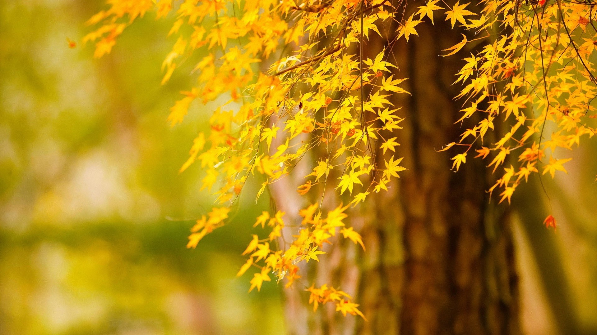 árboles hoja otoño naturaleza madera árbol sol buen tiempo al aire libre brillante temporada crecimiento flora arce rama parque exuberante verano