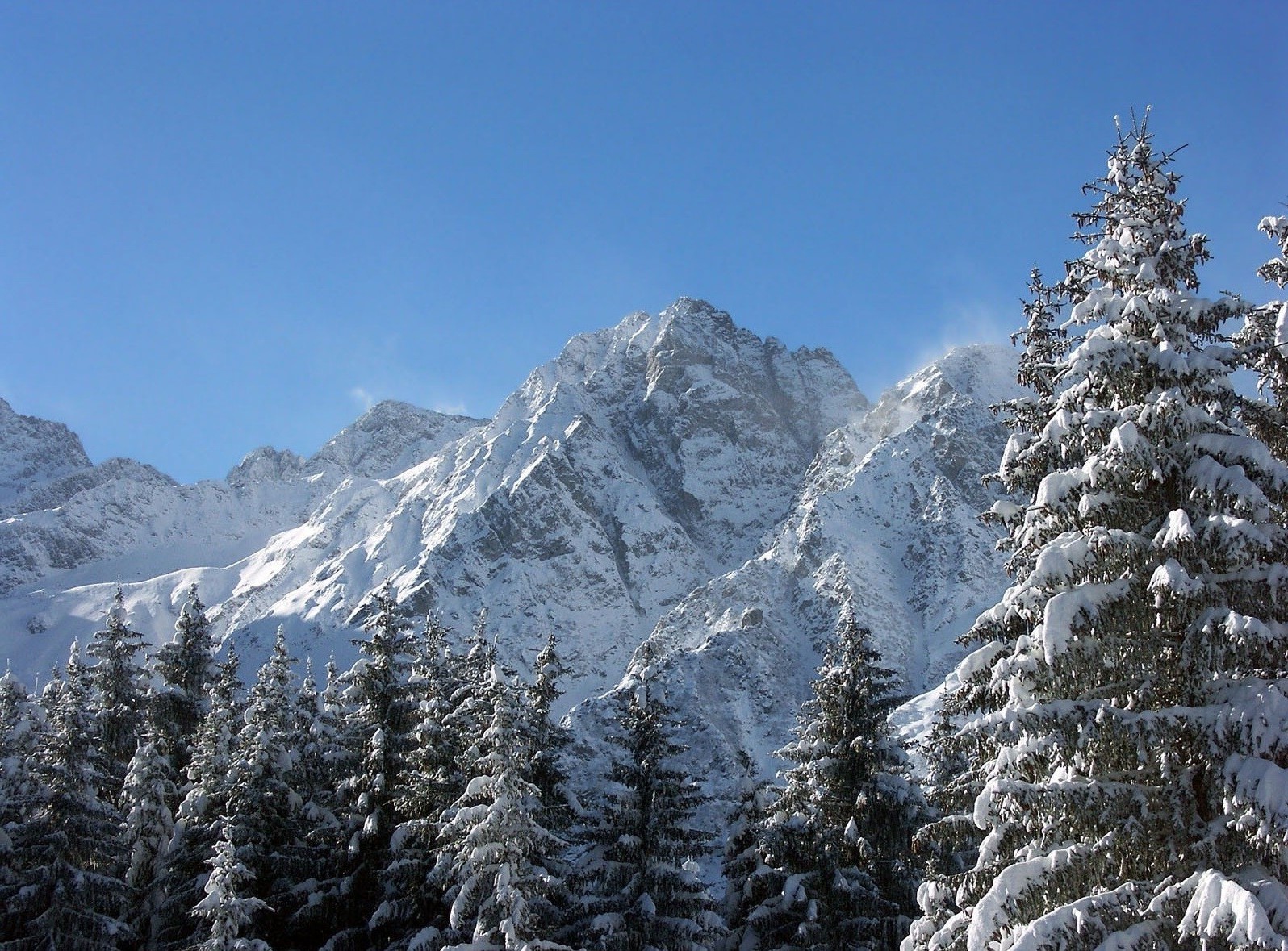 wald schnee winter berge holz kälte evergreen nadelholz landschaftlich eis frost berggipfel landschaft verschneit höhe alpin