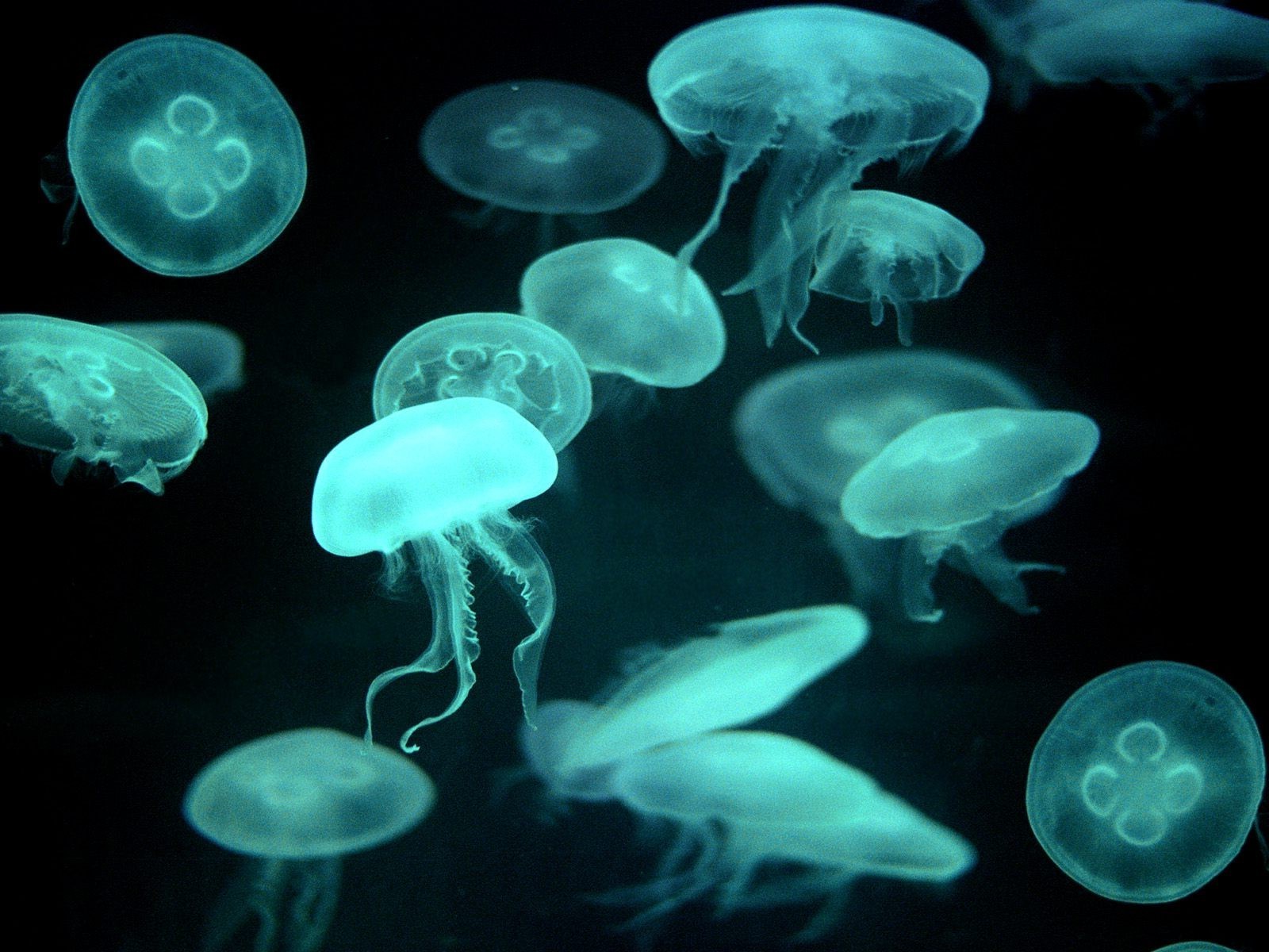 tiere quallen aquarium unterwasser tief schwimmen fische natur