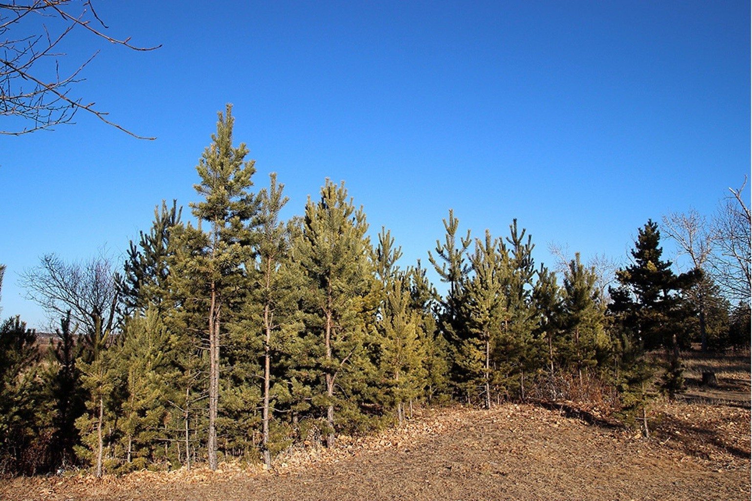 trees tree nature landscape wood outdoors sky summer fair weather park pine conifer travel evergreen fall sun