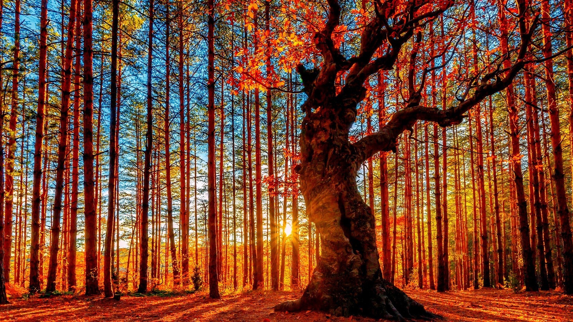 alberi legno albero autunno foglia natura paesaggio parco stagione ramo bel tempo luminoso sole scenico paesaggio luce alba